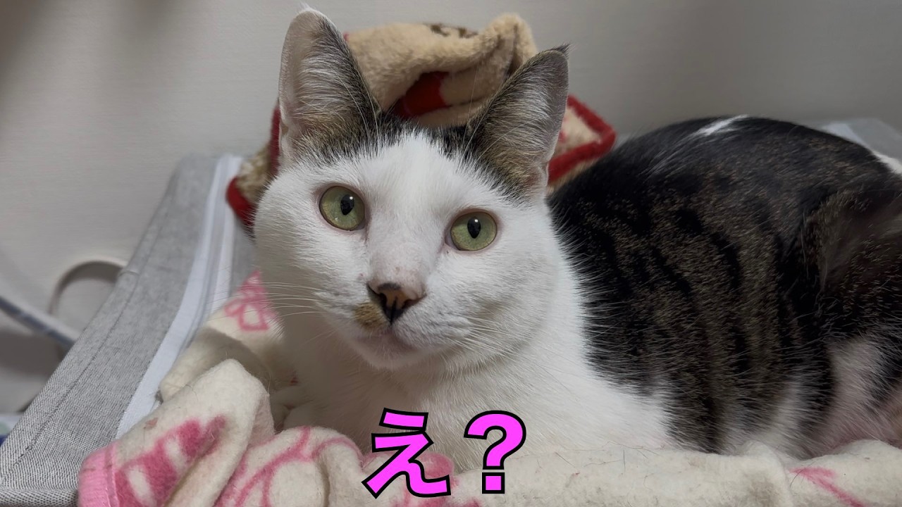 保護猫ナターシャの572日目：聞こえてるのに聞き返す