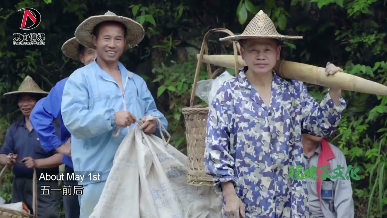 【福建茶文化】「岩骨花香」武夷巖茶