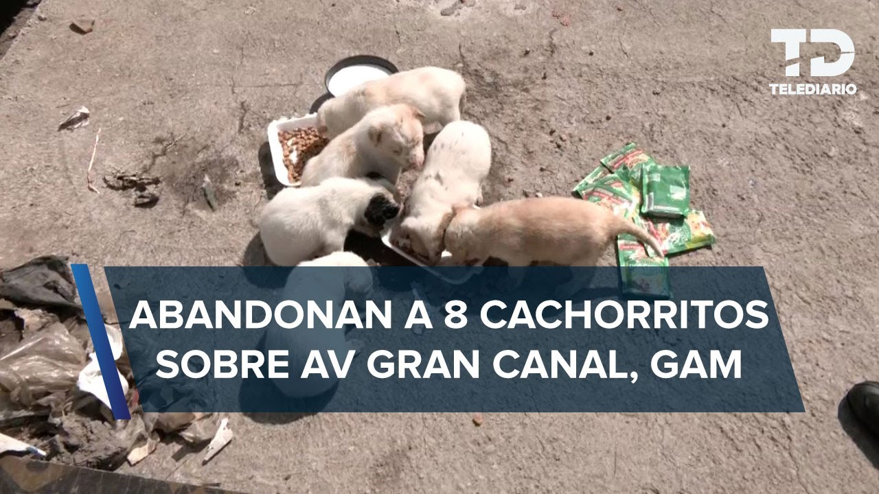 Rescatan 8 cachorros abandonados en alcaldía Gustavo A. Madero, CdMx