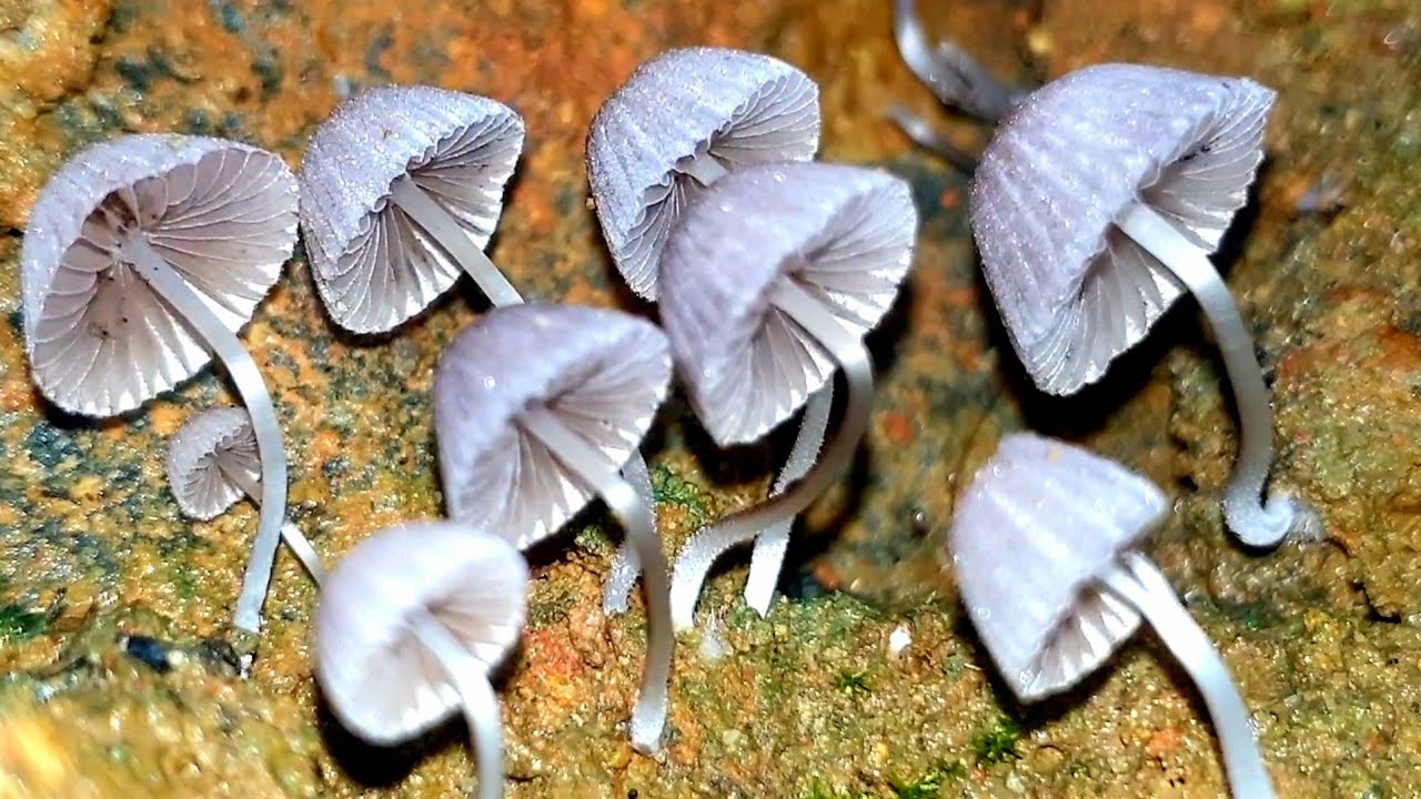 Sri Lanka,ශ්&zwj;රී ලංකා,Ceylon,Mushroom Colony Close - Up