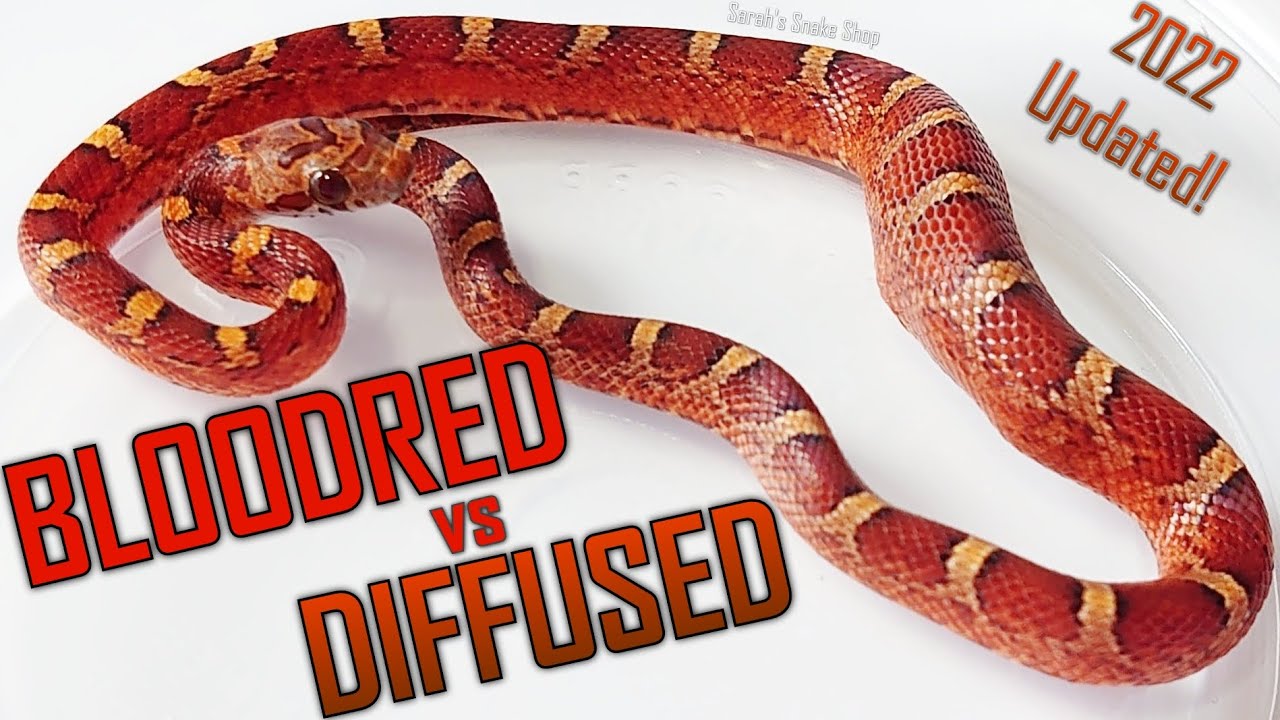 DIFFUSED vs BLOODRED (2022 updated!) Cornsnake Morph Deep Dive #20.5