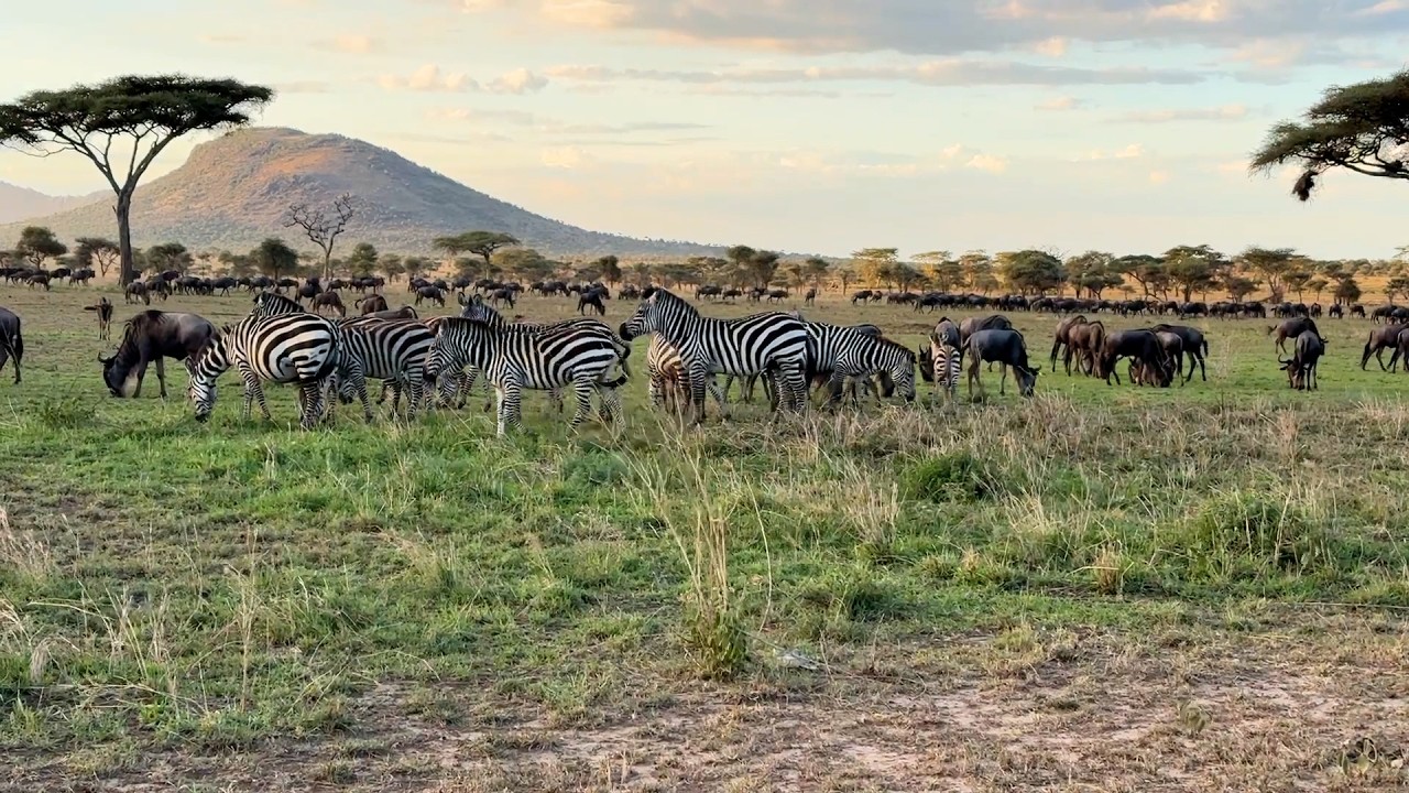 Guia Guebur | Ep. 19: Serengeti: a grandiosidade da vida selvagem africana