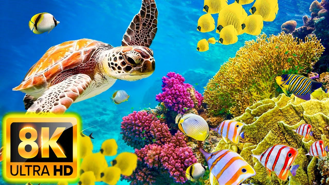 Planet Ocean 8K Ultra HD - Calm & Relaxing Coral Reef Aquarium - 8K Video