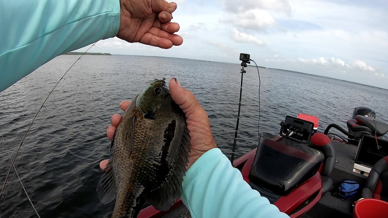 Catching Dinner, Deep Water Bream, Lake Murray