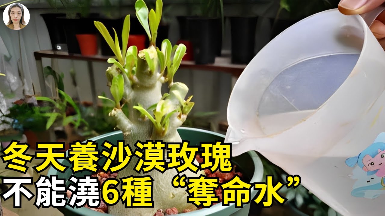 冬天6种“夺命水”，不能拿来养沙漠玫瑰，浇错到时后悔都晚了 | 花花世界