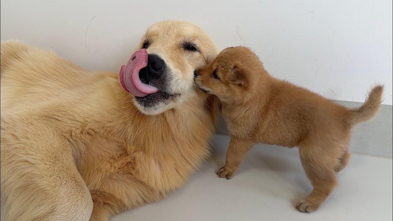 How does the Golden Retriever react when the puppy teases it? The Golden Retriever is too tolerant.