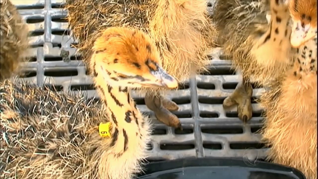 Produtor troca gado pela criação de avestruz em Campo Grande