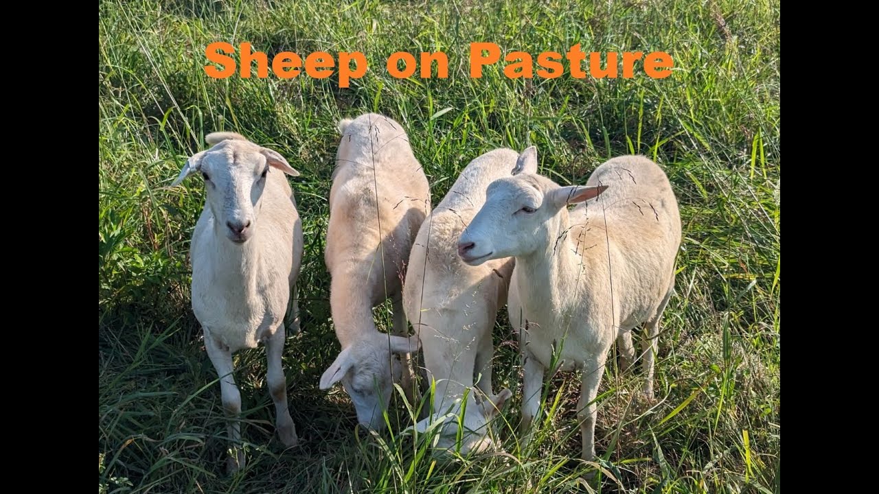 A System for Rotating Sheep and Chickens on Pasture