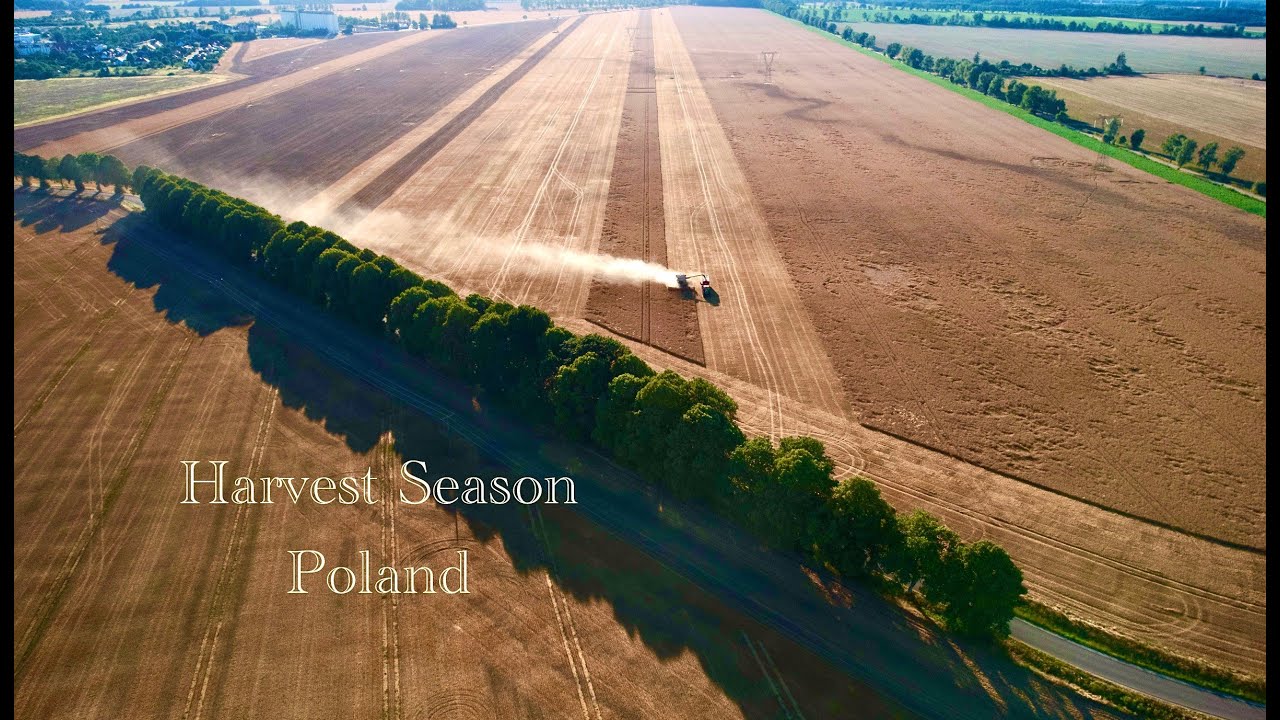 4K Wheat Harvest Season in Poland 2022