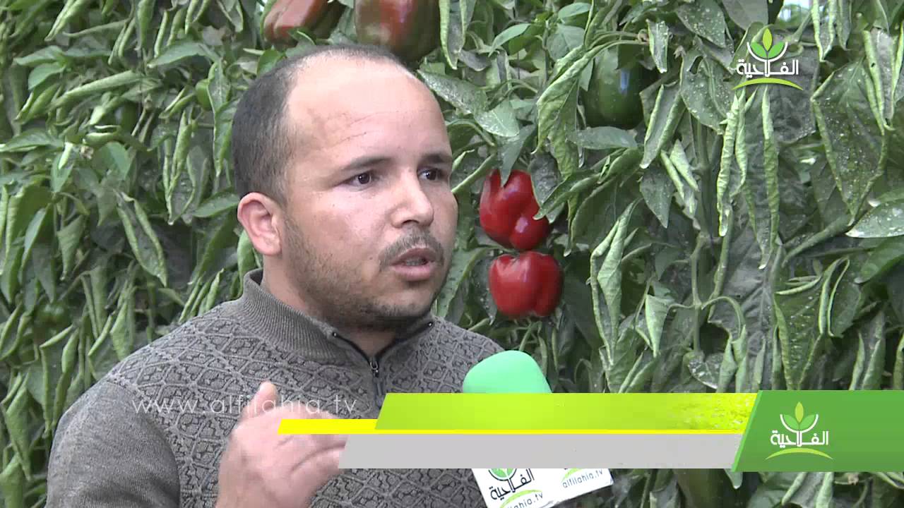 الفلفل الحلو من أهم الزراعات التي تعرف انتشارا واسعا بحوض سوس إلى جانب الطماطم والفاصوليا الخضراء