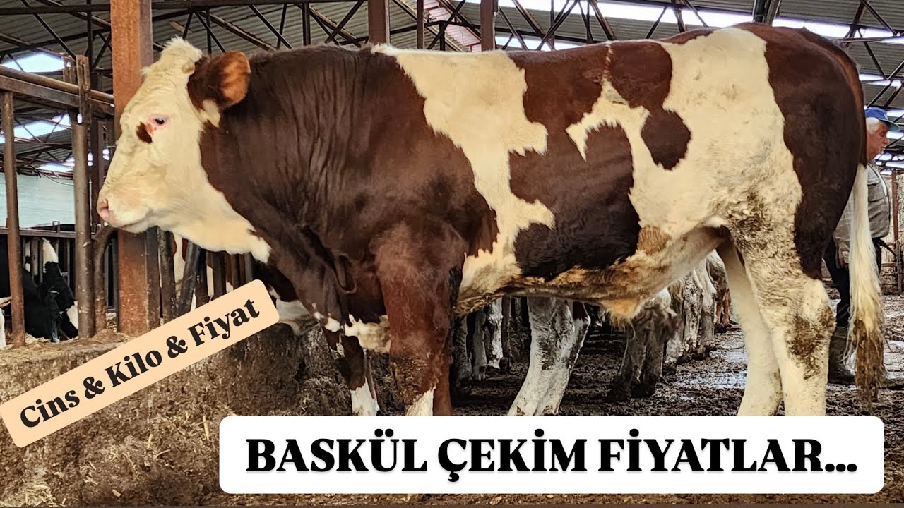 KURBANLIKLAR KANTARA ÇIKTI BÜYÜKBAŞ CANLI HAYVAN FİYATLARI CİNS KİLO VE FİYAT #hayvanpazari #inek