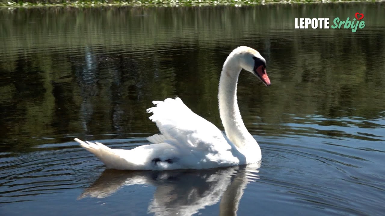 LEPOTE SRBIJE U ZASAVICI: Rajski vrt Srbije, mesto gde se proizvodi najskuplji sir na svetu!