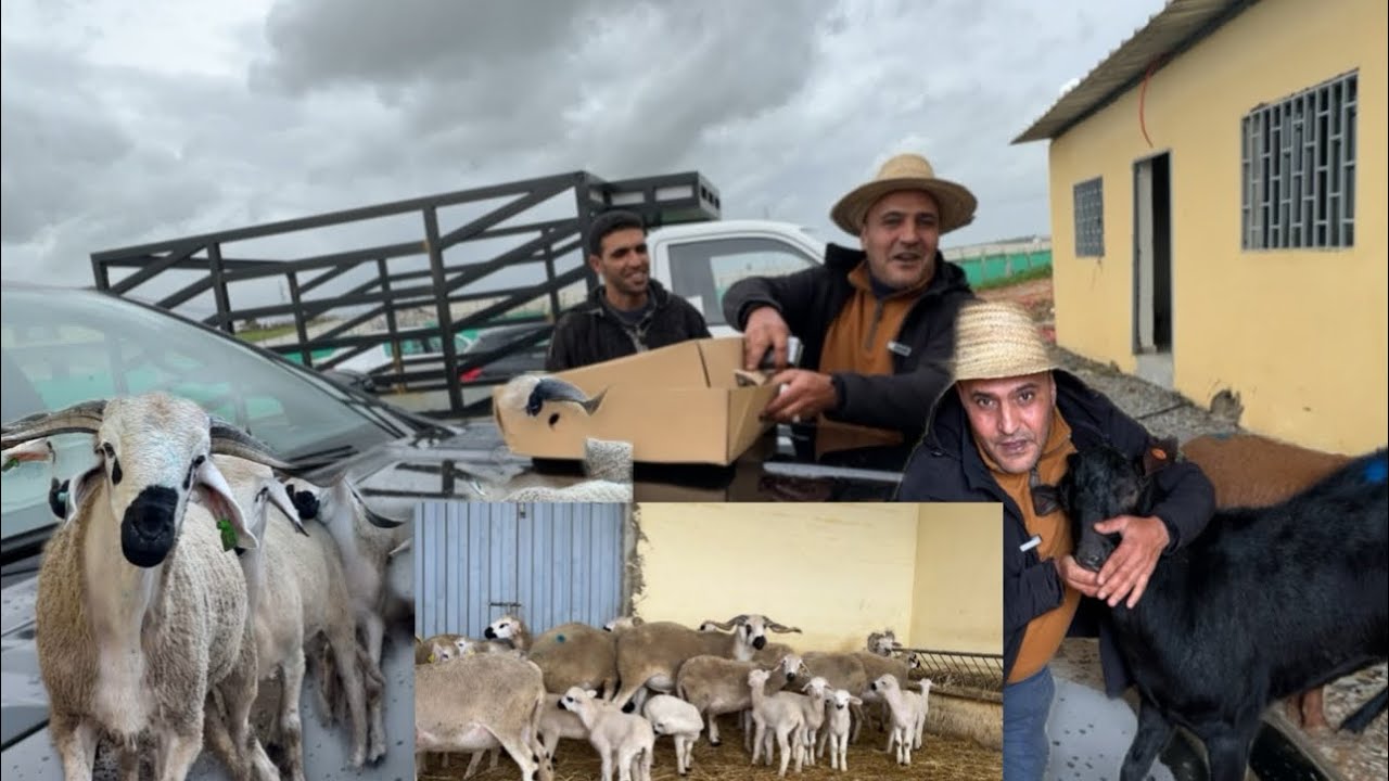 ضيعة لالة الياقوت بقرب العاصمة الرباط 🇲🇦 تقدم أحسن الأغنام الصردية 🐑 للبيع وبثمن جد مناسب 