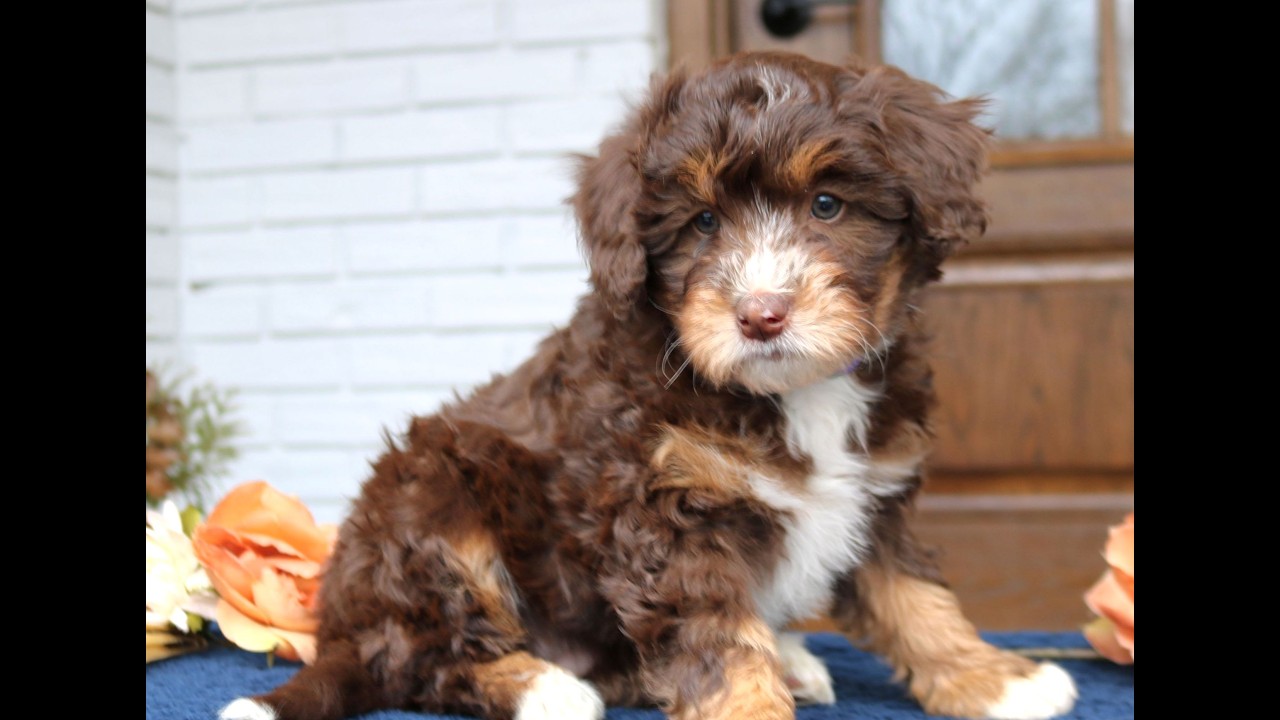 Mini Bernedoodle Puppies for Sale