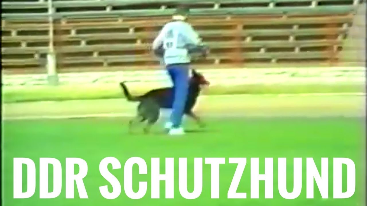 Schutzhund in the DDR
