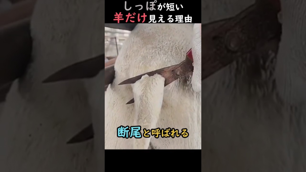 しっぽが短い羊だけ見える理由