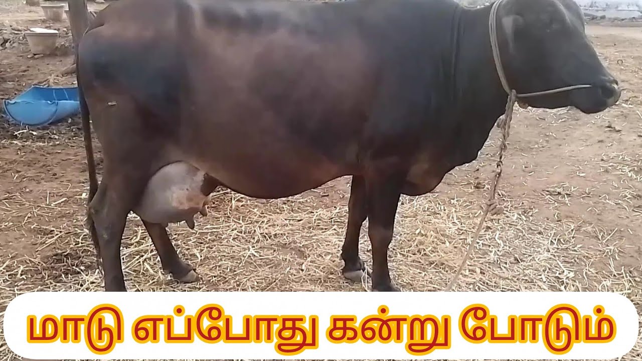 மாடு எப்போது கன்று போடும் - தெரிய வேண்டிய சில விஷயங்கள் - When will the cow give birth to a calf 🐮🐄👍