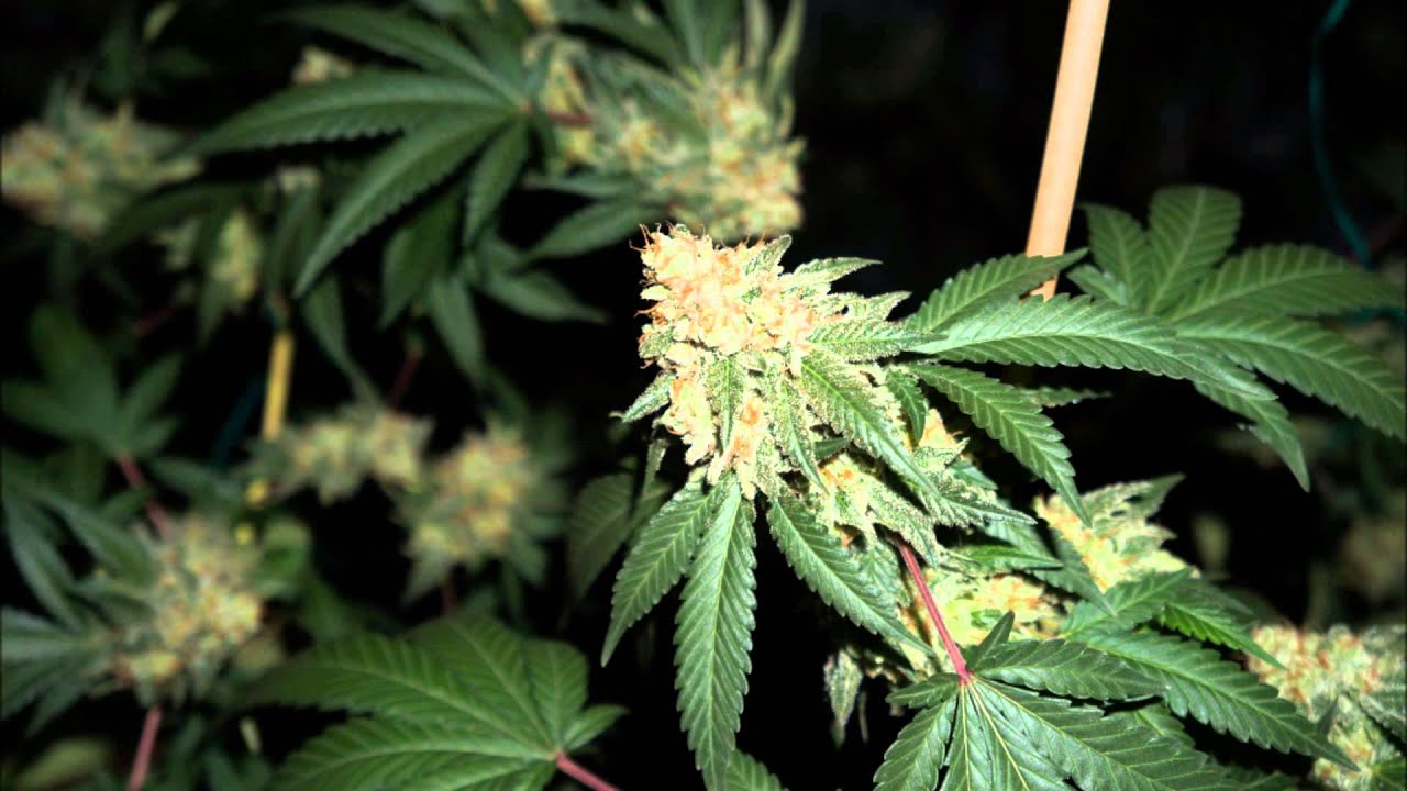 Kushington Farms Grow Journal Huge Pineapple Skunk Plant Lush Lighting best grow light