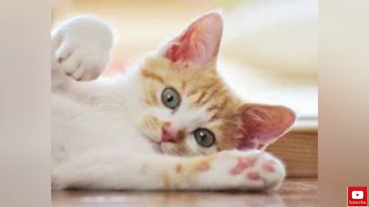 Best Practices of How To Care For Cats (Step by step)