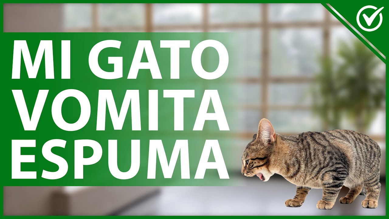 🐈 ¿Por qué mi Gato Vomita Espuma Blanca? - Cuidados y Consejos Felinos 🤮🐈