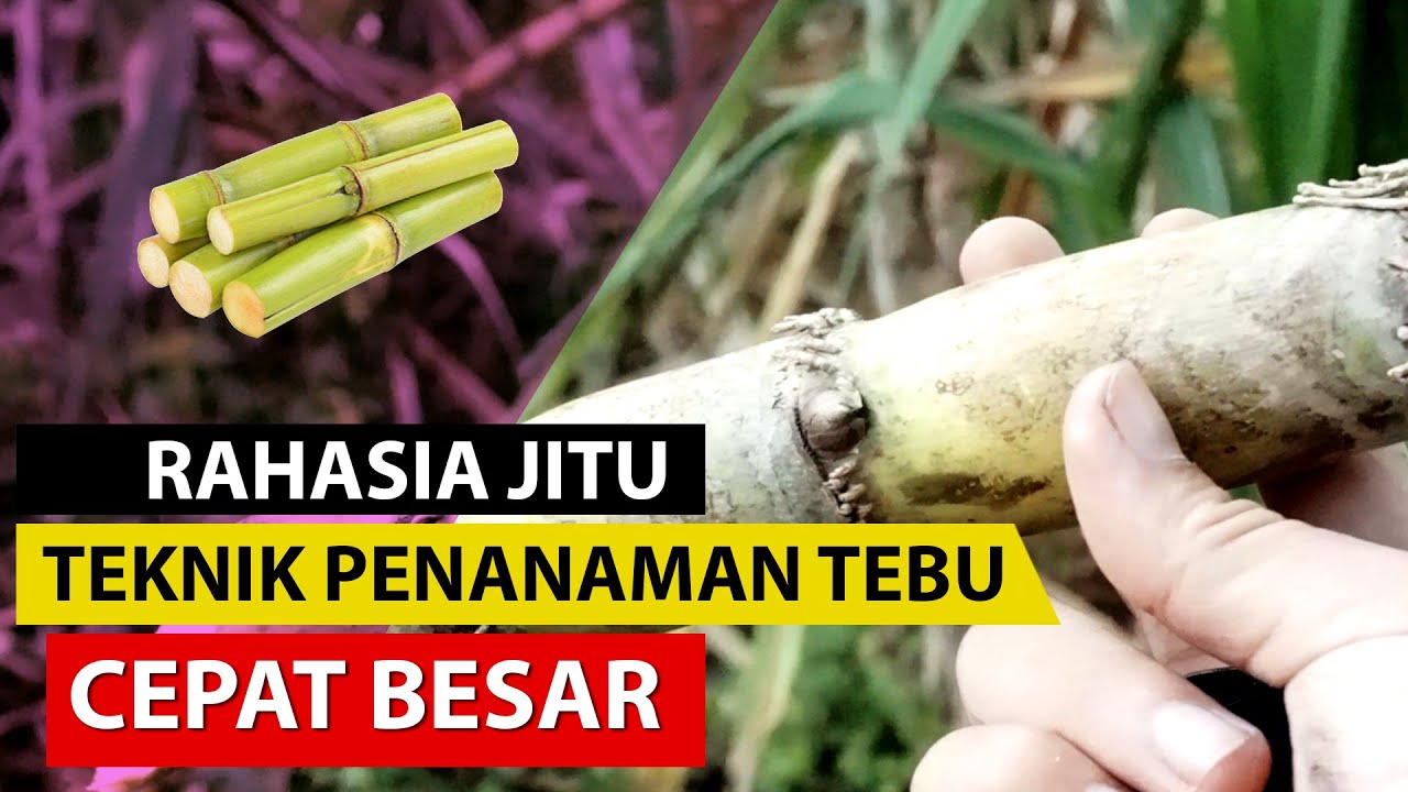 Cara Menanam Tebu yang Baik