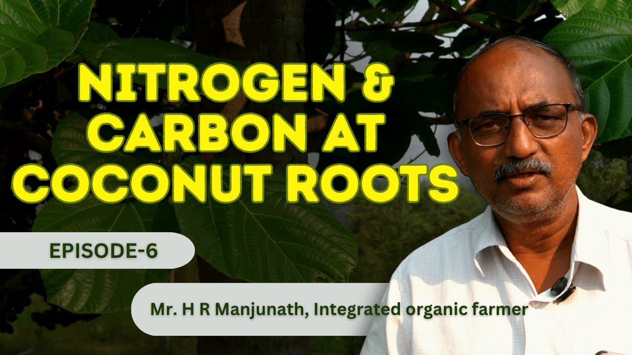 Coconut Root Zone Mulching with Legumes & Dry Leaves | In-Situ Nitrogen & Carbon | Ep 6
