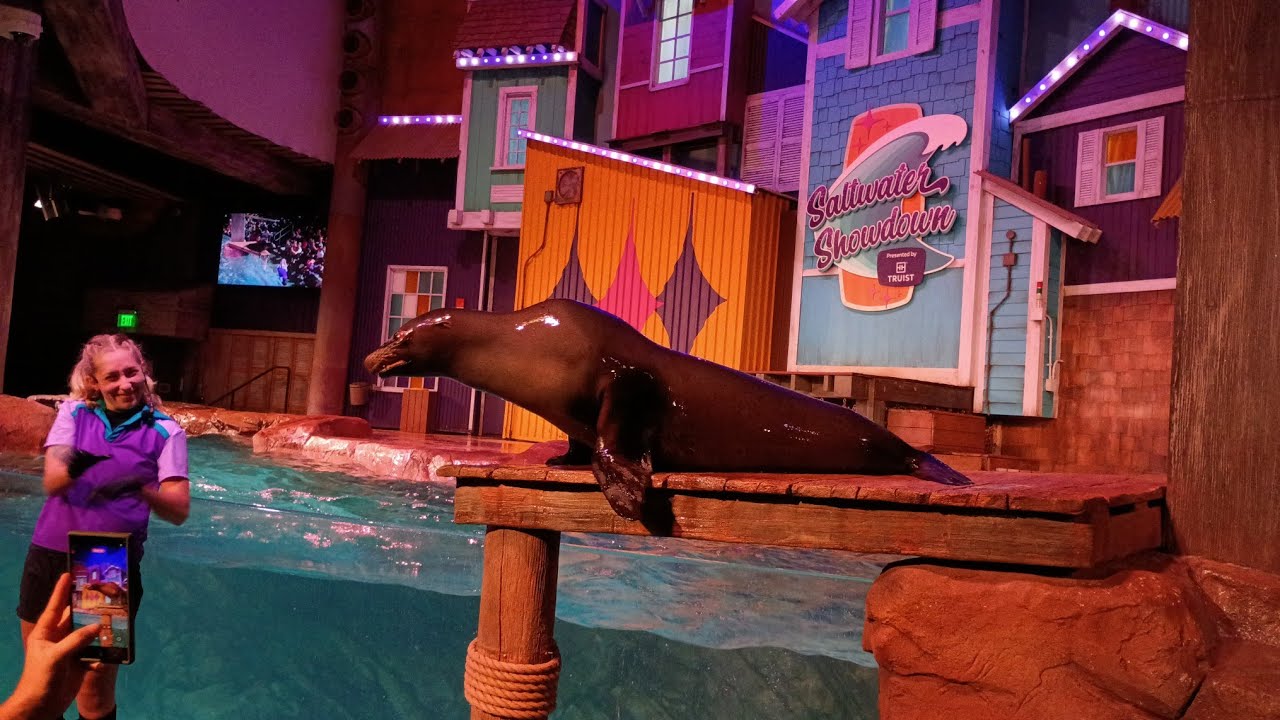 Saltwater Showdown | Sea Lions Show | Georgia Aquarium 2025