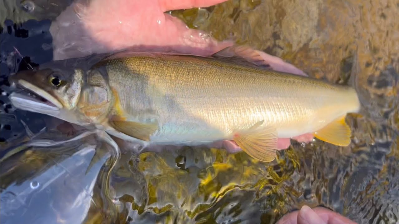 稀少な特大鮎が釣れたので囮にしてみる