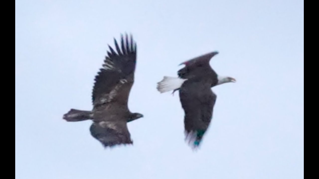 Epic Bald Eagle Aerial Battle! (What Magnificent Birds!) #eagle #eagles #baldeagle #birds