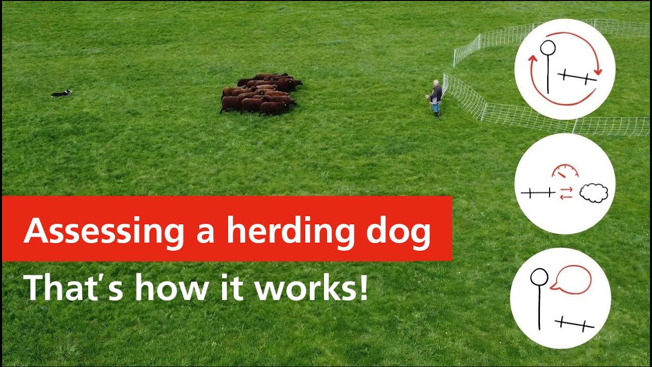Working dog needed? Assessing skills your dog needs on an alpine pasture - English version