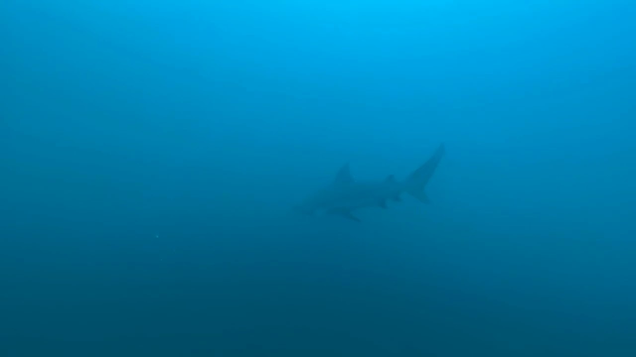 Diving with the big boys at Bat Islands Guanacaste, Costa Rica!!￼