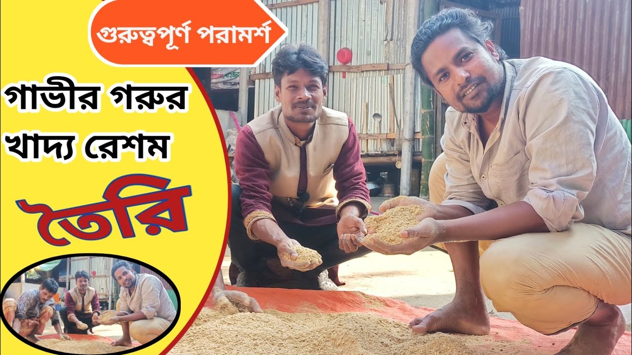 গাভী গরুর খাদ্য রেশম তৈরি||বিস্তারিত পরামর্শ||কৃষি চিত্র||