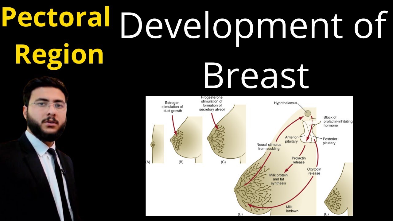 5/6 : Development of Breast l Mammary ridge l line of Schultz l Milk line l  Breast Anatomy