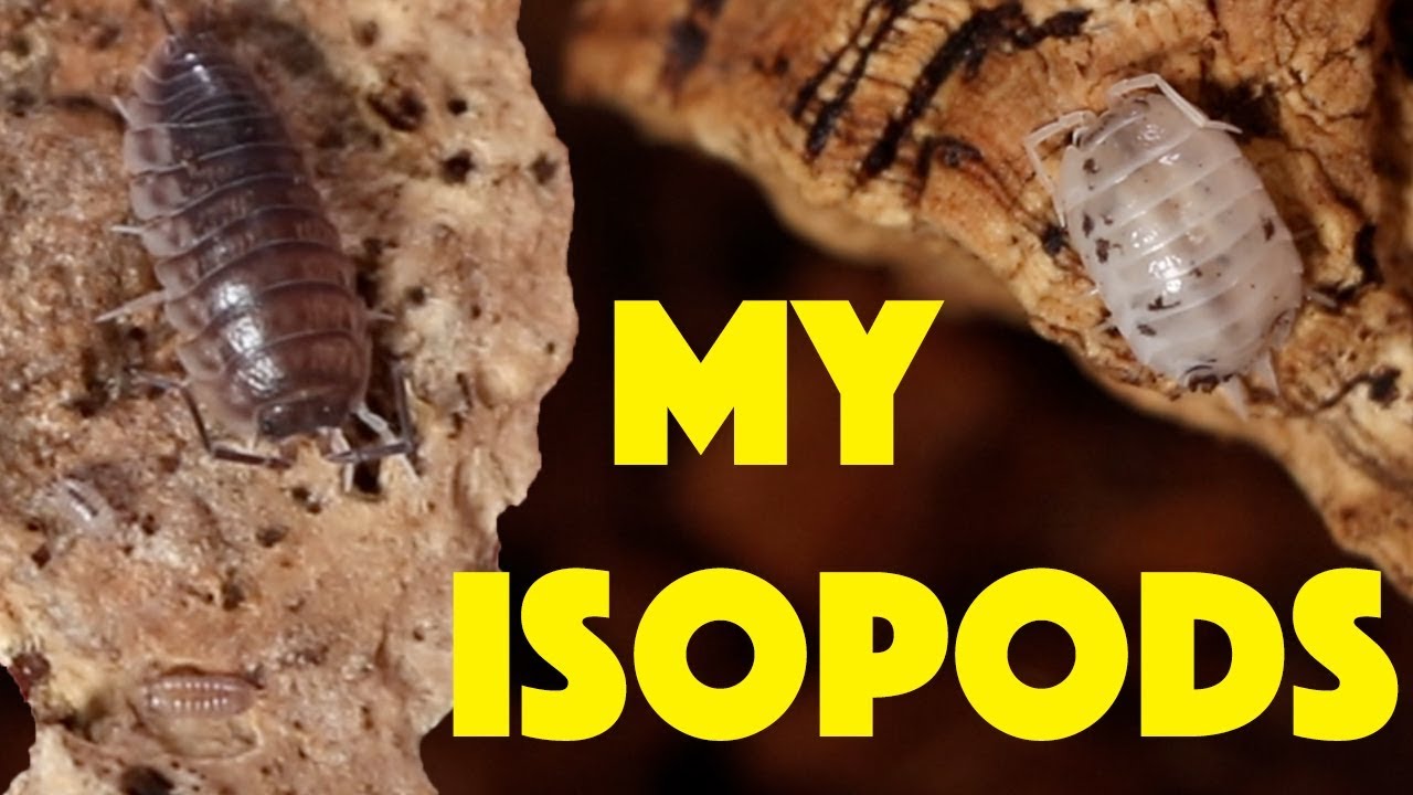 ISOPOD COLLECTION!! (My vivarium clean up crew)