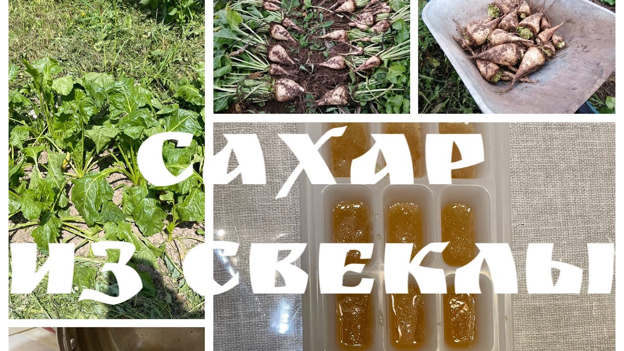 [Выращивание растений и их переработка]. Свекла сахарная. «Сахар» своими руками.