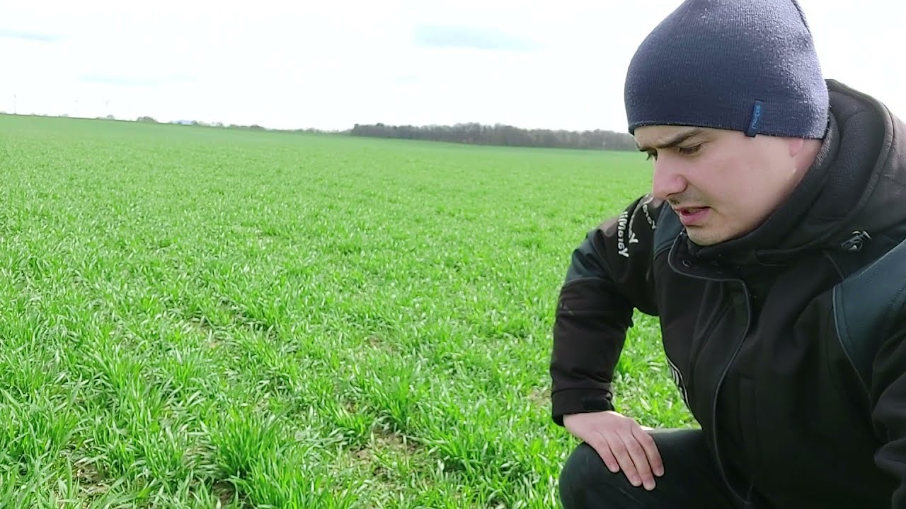 Lustracja pszenicy ozimej na DemoFarmie w okolicach Legnicy