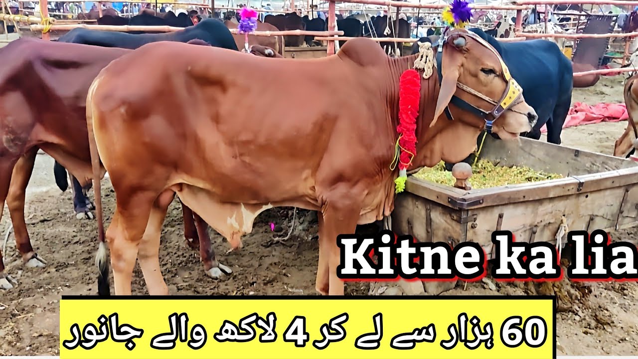 Manawa mandi lahore 2025 | Sahiwal cholistani bachre | Bakra mandi pakistan | Cow mandi lahore 2025