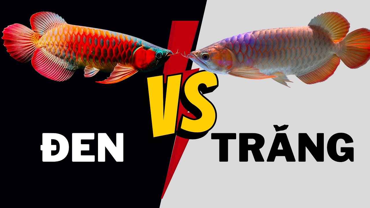 Nên nuôi huyết phong trắng hay đen ?
