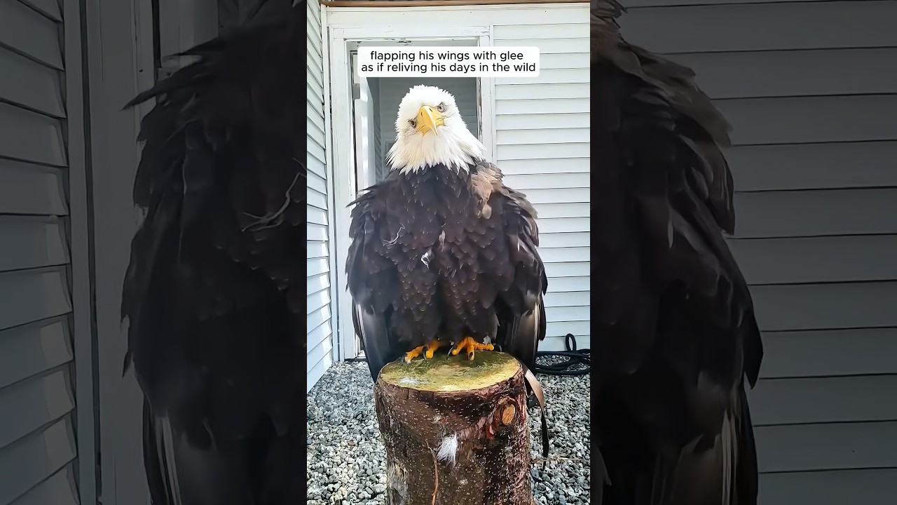 Kind people rescued a drowning eagle then returned it to the wild