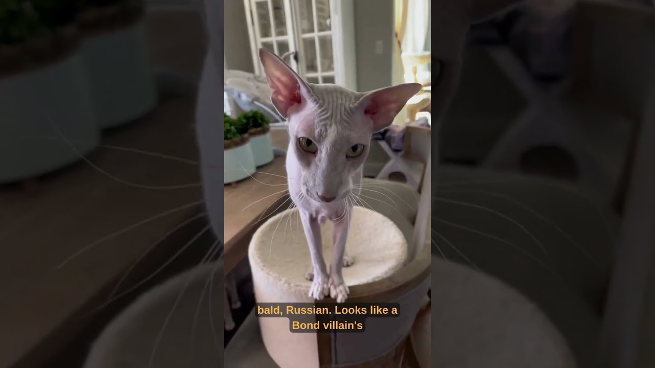 3 Weird Cat Breeds You Won&rsquo;t Believe Are Real 😳🐾 #shorts