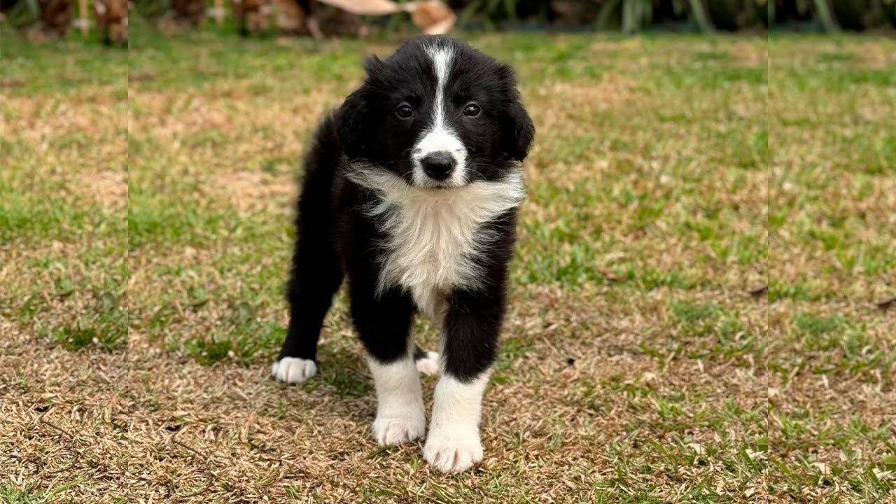 ESSE É O MEU NOVO CACHORRO | BORDER COLLIE
