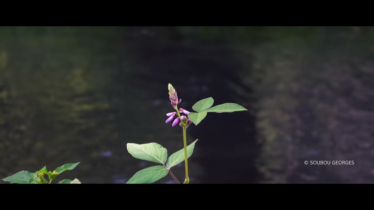 Soubou Georges - Destination R&eacute;union.