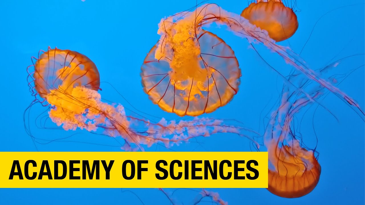 Discover the Wonders of the Natural World at the California Academy of Sciences in San Francisco