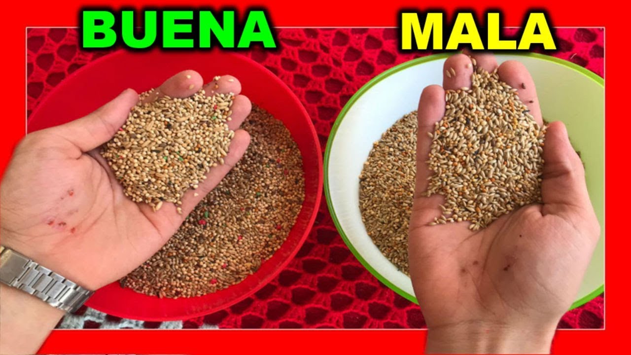 Ваши птицы едят качественные семена?  🐤 корм для птиц