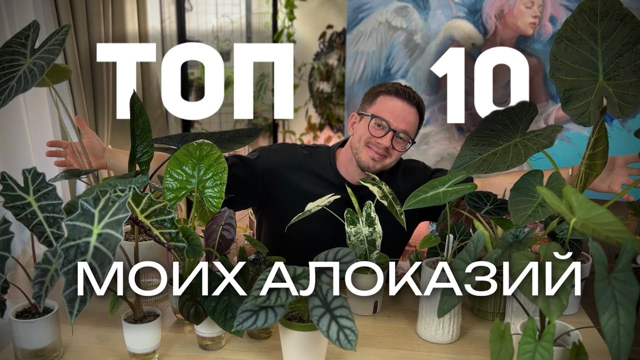ТОП-10 МОИХ АЛОКАЗИЙ