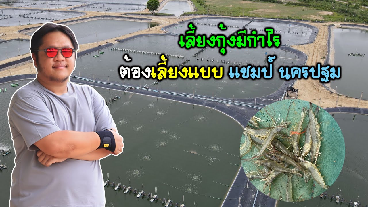 เลี้ยงกุ้งมีกำไรต้องเลี้ยงแบบแชมป์ นครปฐม