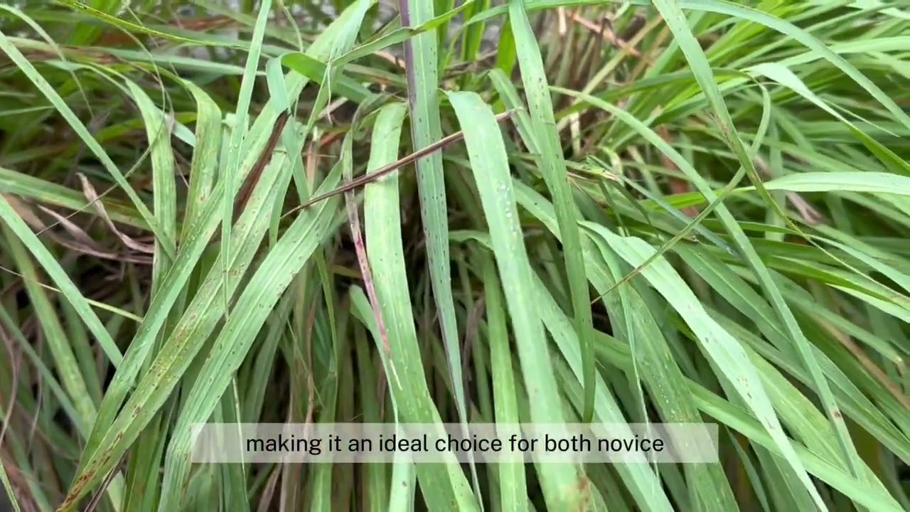 Lemongrass Citronella: Natural Mosquito Repellent & More
