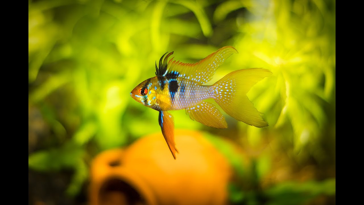 Apistogramma Ramirezi. Сaring for eggs./ Апистограмма Рамирези. Уход за икрой.