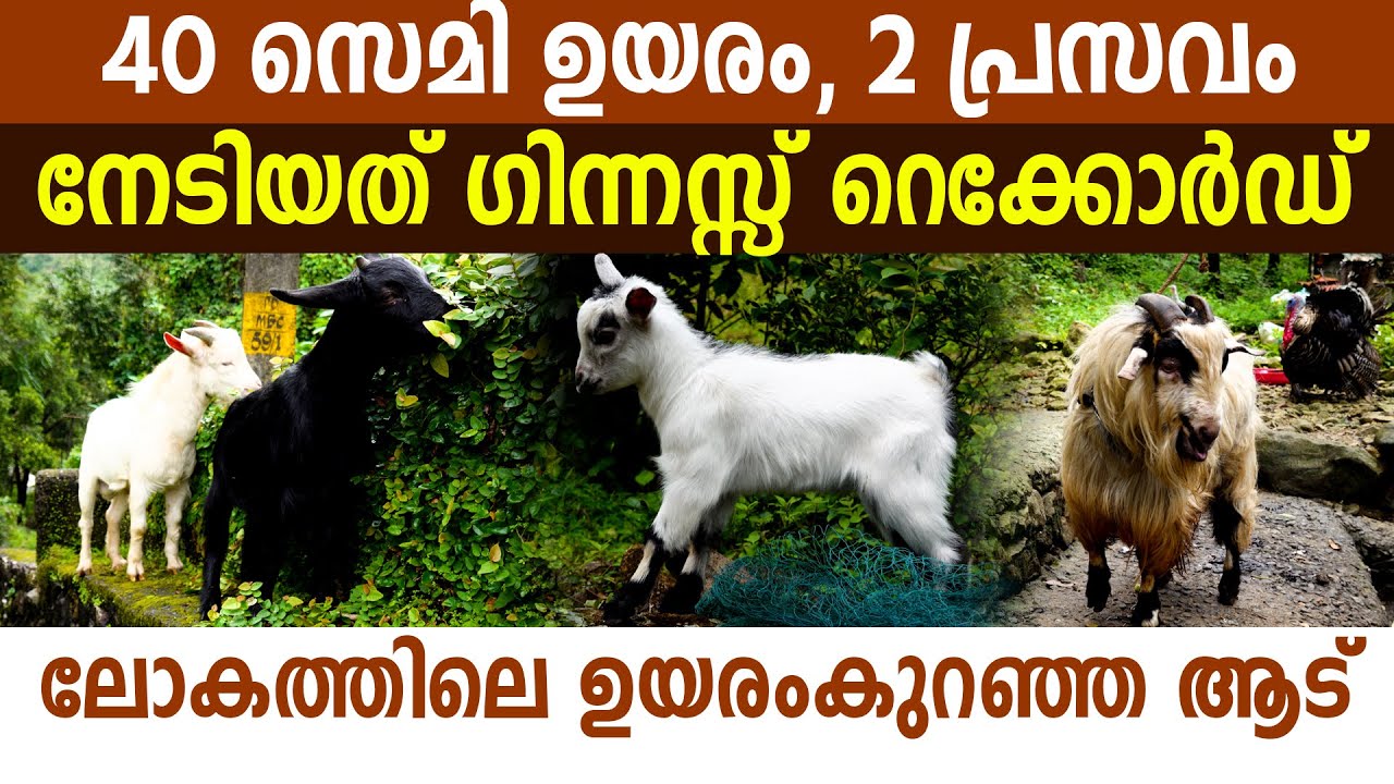 ലോകത്തിലെ ഏറ്റവും പൊക്കം കുറഞ്ഞ ആടുകളെ പരുപാലിച്ച് ​ഗിന്നസ്സ് ബുക്കിൽ കയറിയ അദ്ധ്യാപകൻ I Pygmy Goat