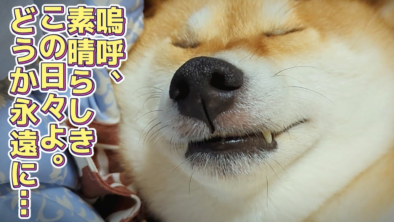 柴犬、コーギー、三毛猫と幸せな日々よいつまでも【犬猫アテレコ】